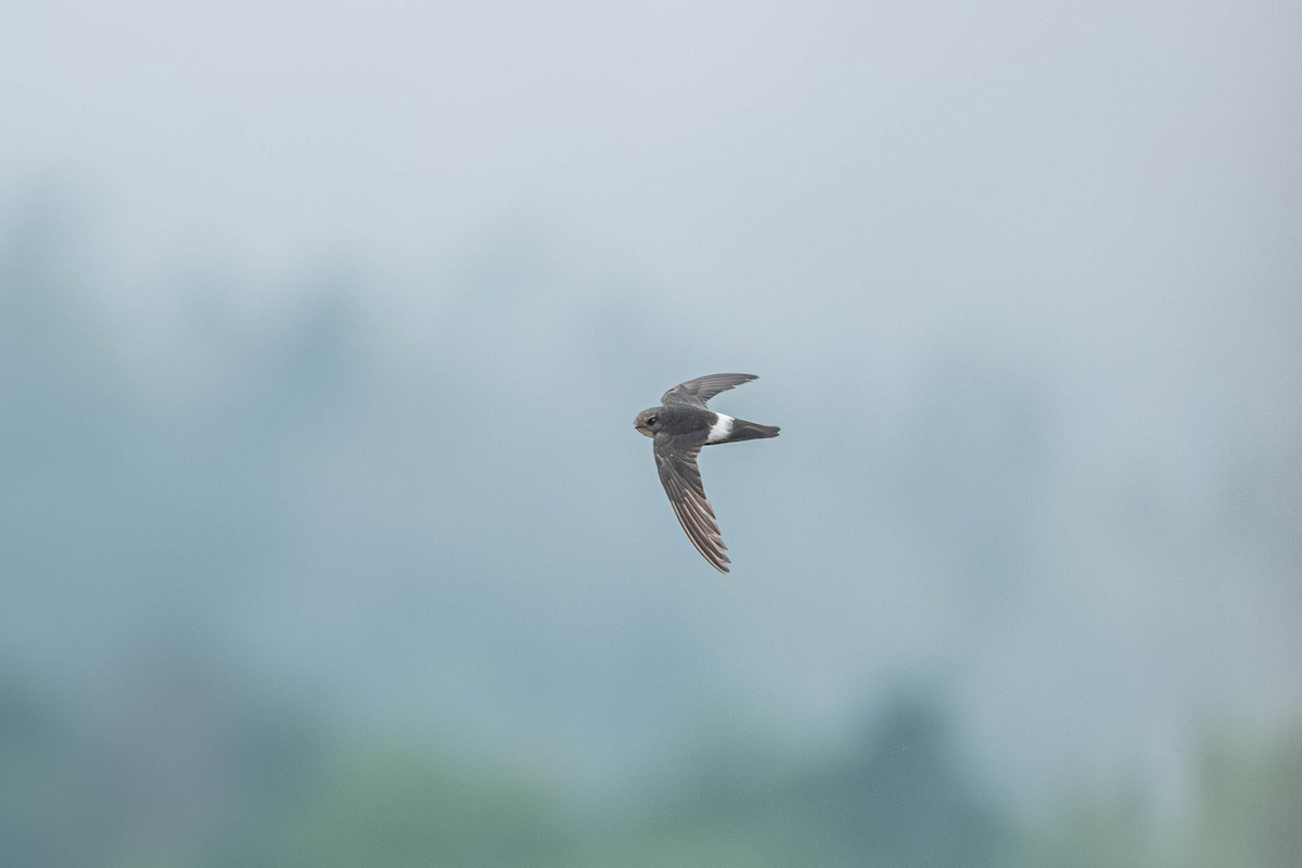 House Swift - ML646903292