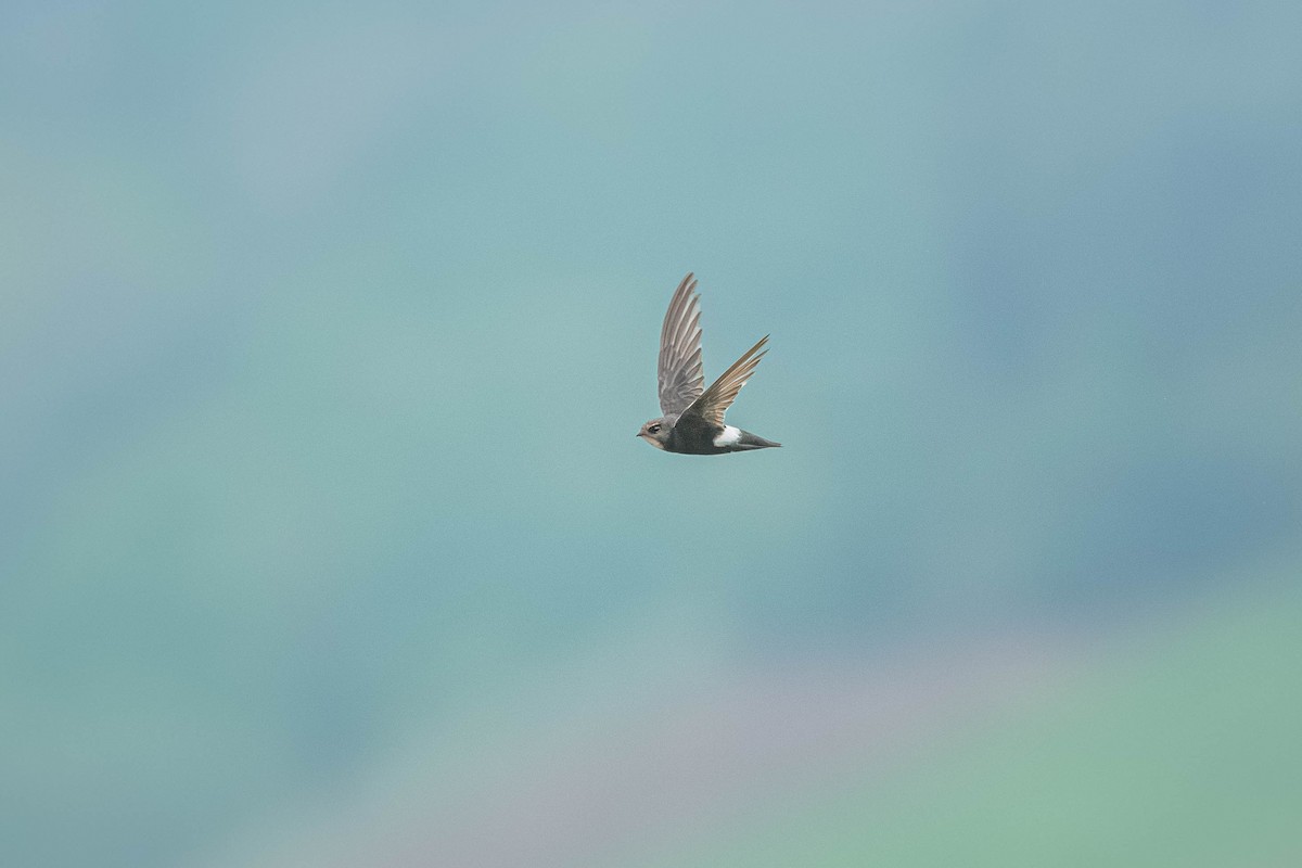 House Swift - ML646903293