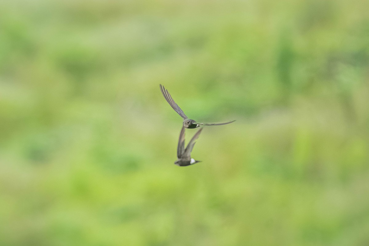 House Swift - ML646903294