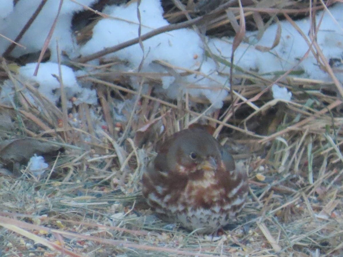 Fox Sparrow - ML646903301
