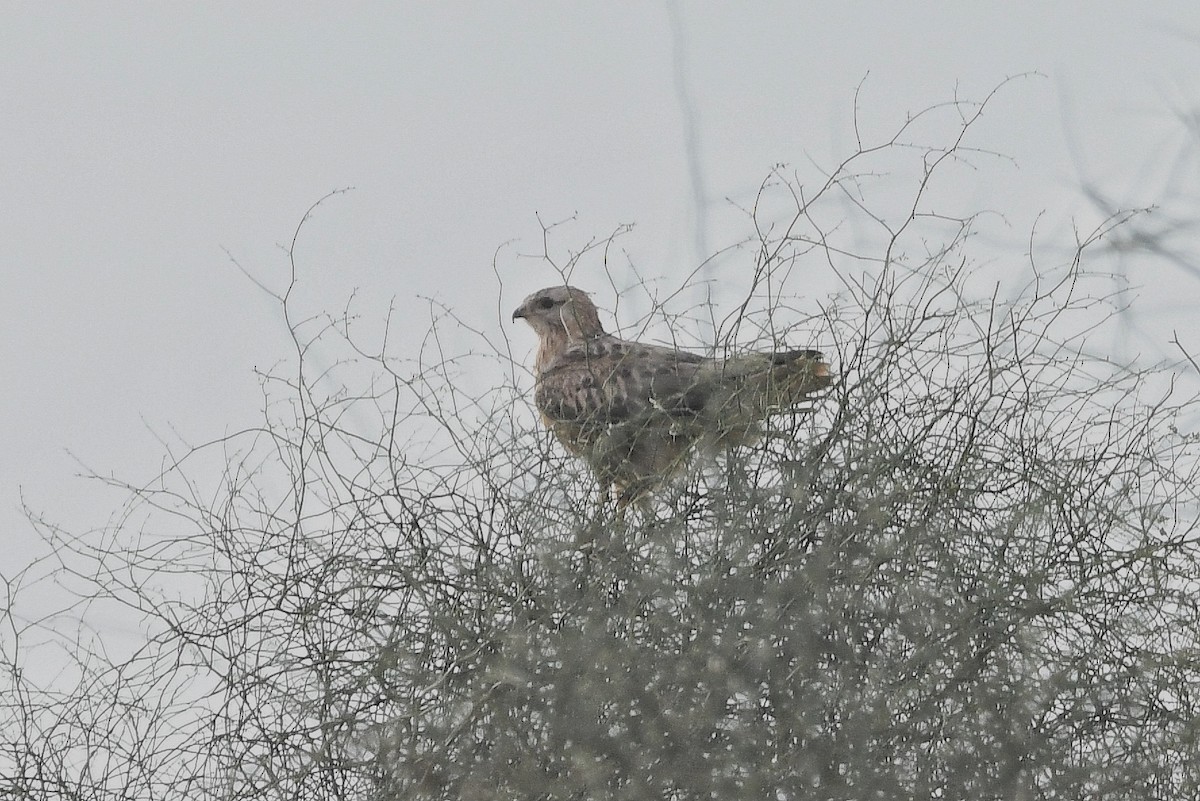 Long-legged Buzzard - ML646903303