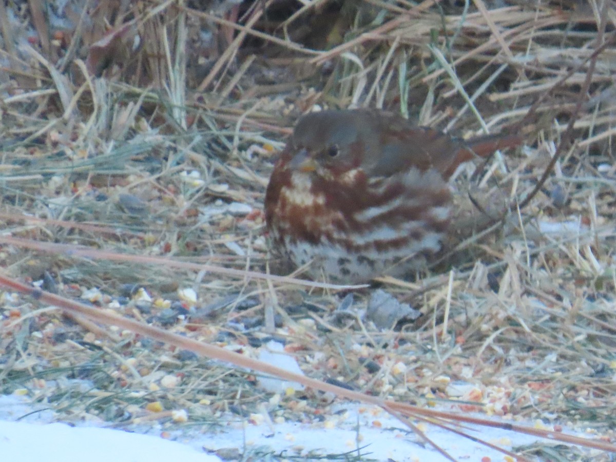 Fox Sparrow - ML646903306