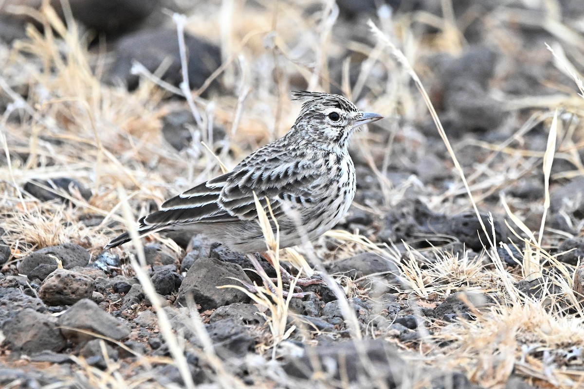 Thekla's Lark - ML646903307