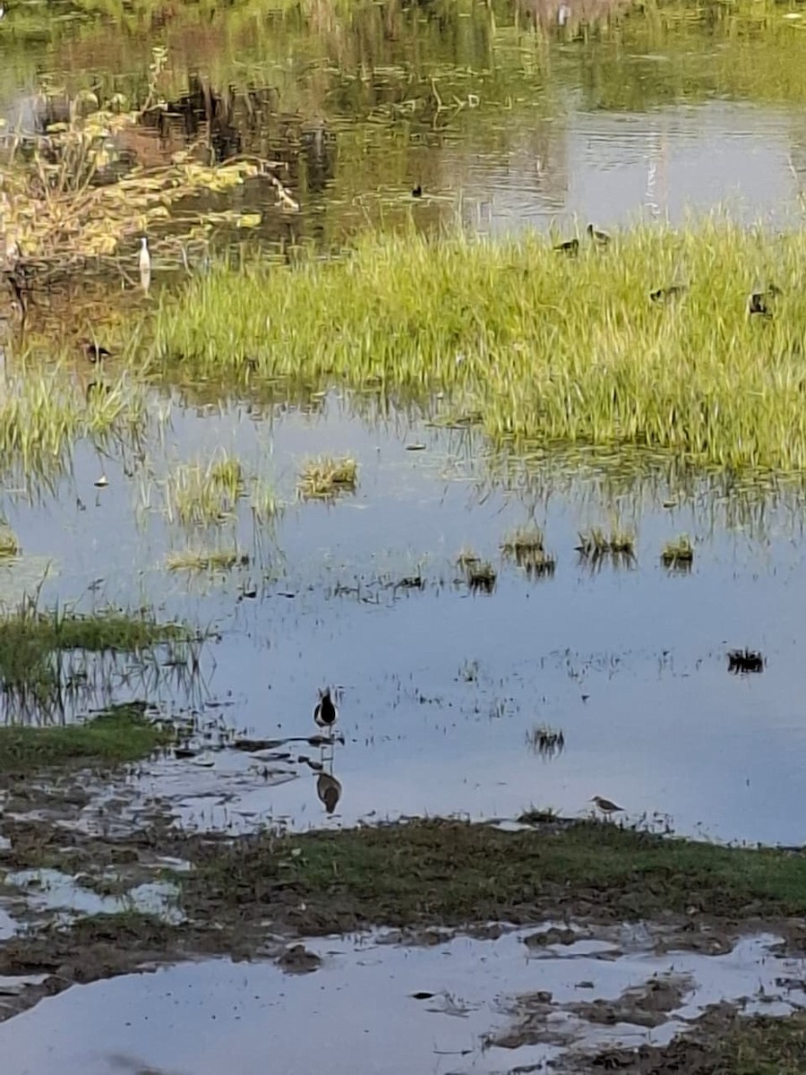 高蹺鴴 - ML646903308