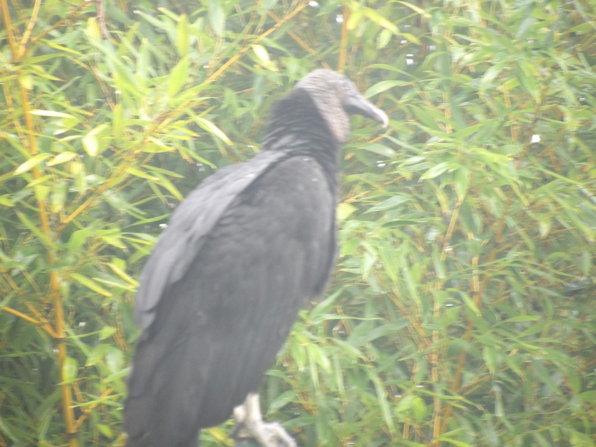 svartkondor - ML646903310