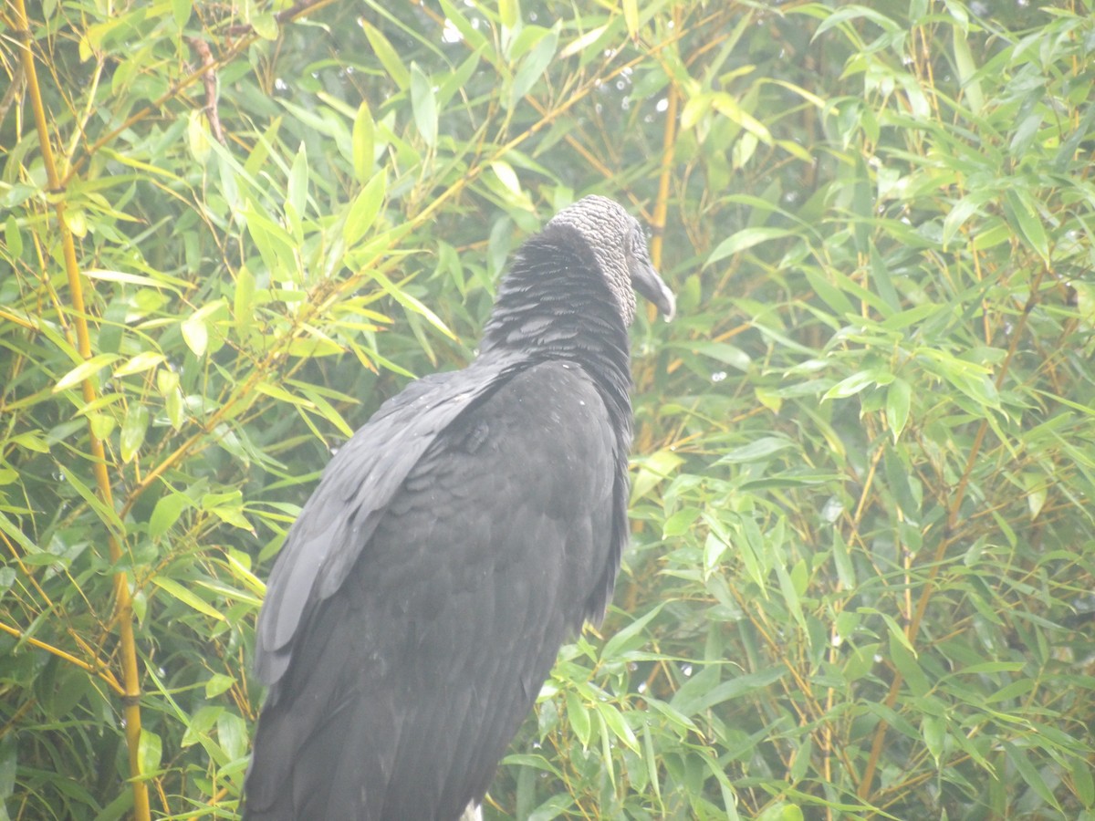 svartkondor - ML646903311