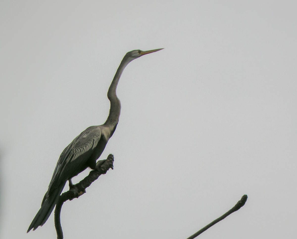 Oriental Darter - ML646903312