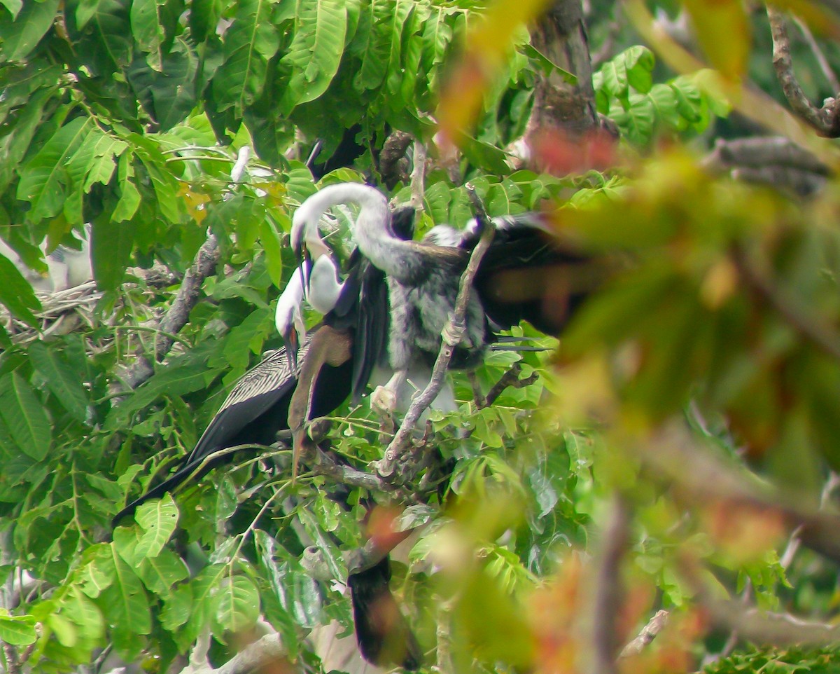 Oriental Darter - ML646903313