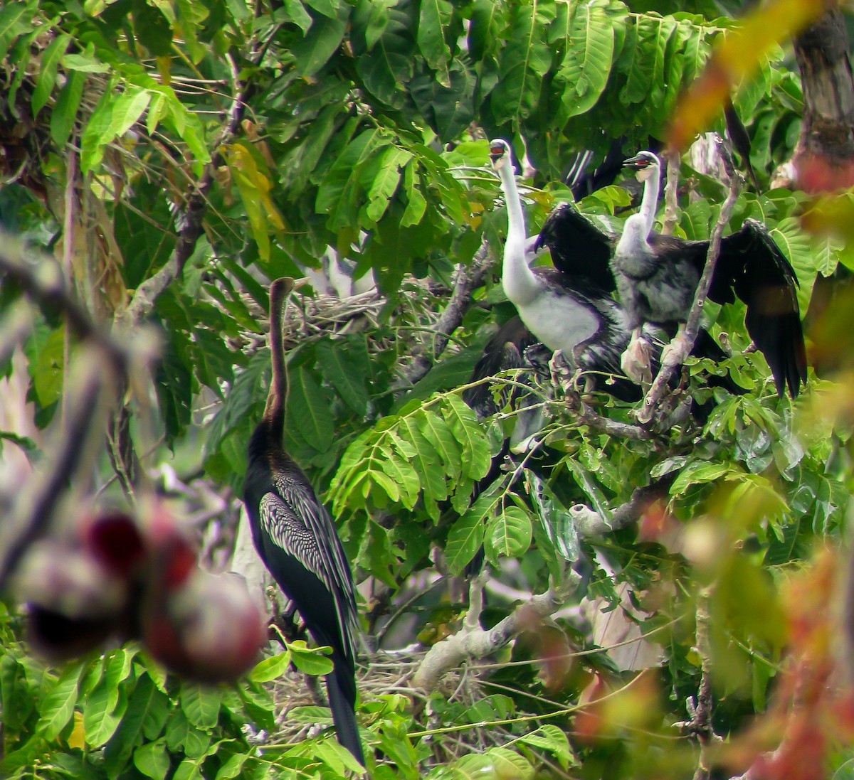 Oriental Darter - ML646903314