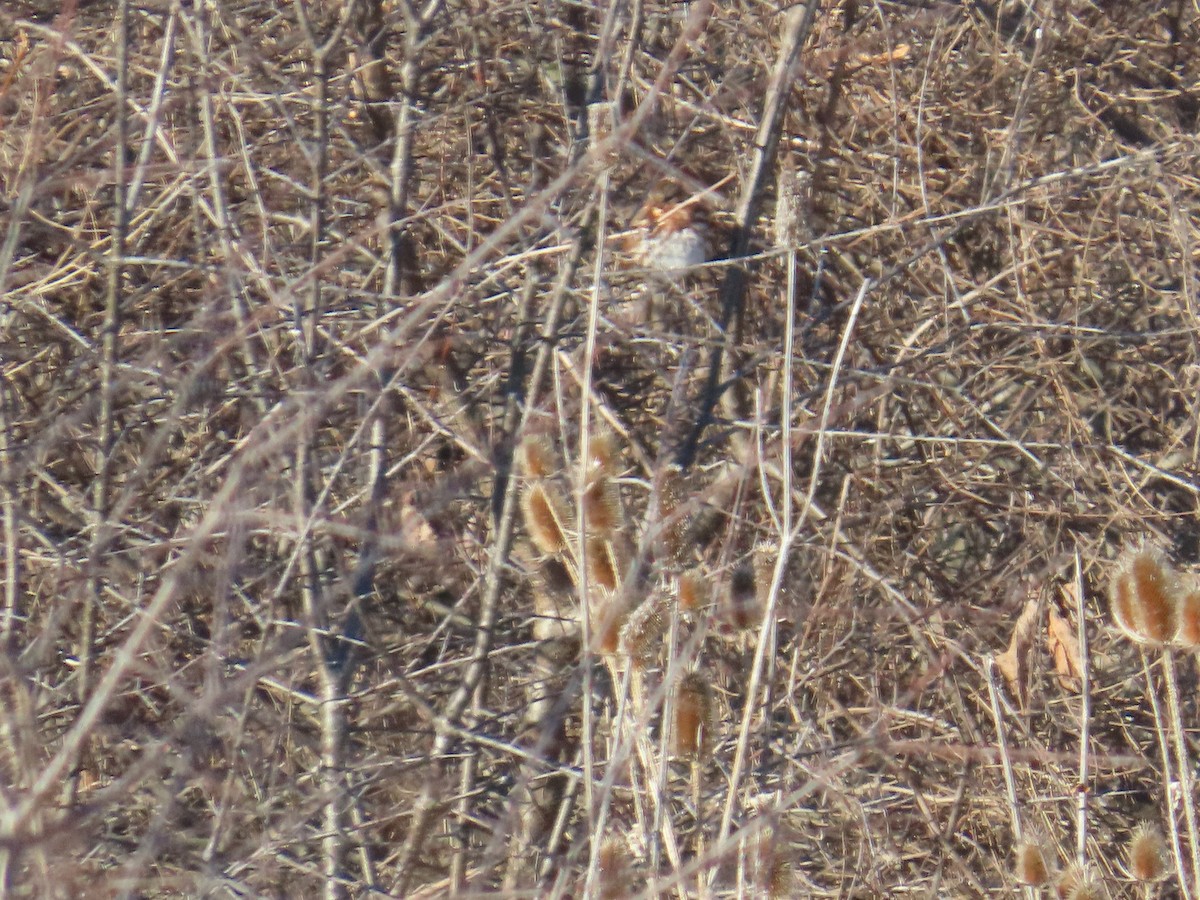 Fox Sparrow - ML646903325