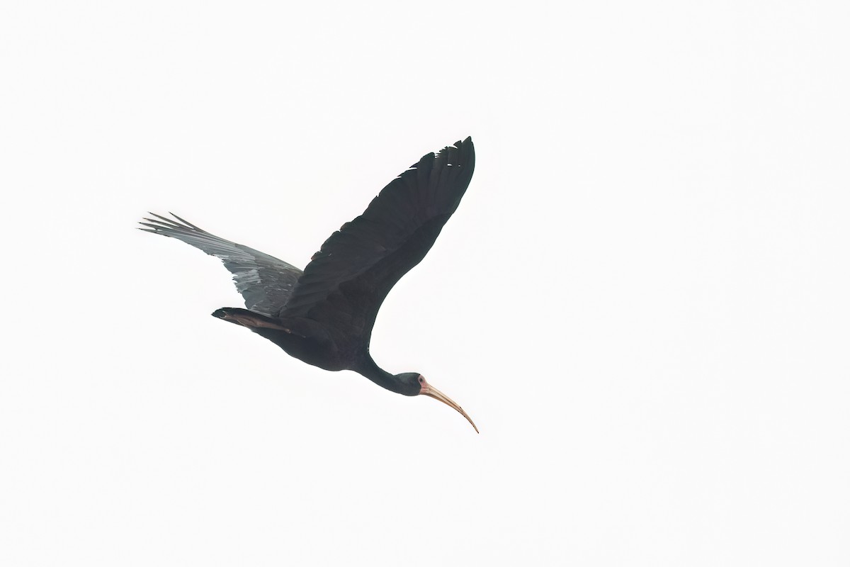 Ibis Afeitado - ML646903328