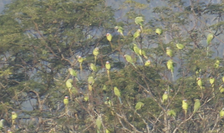 Blossom-headed Parakeet - ML646903336