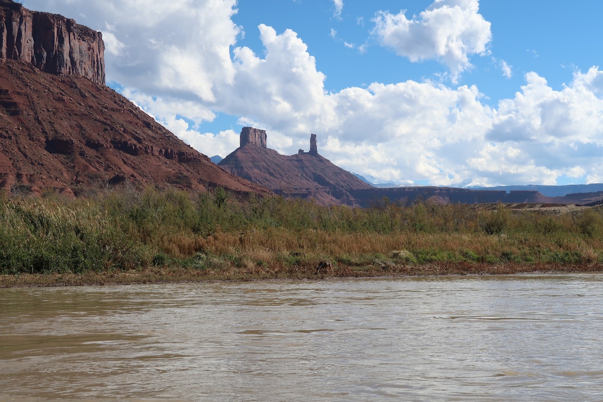 Kolkrabe - ML646903358