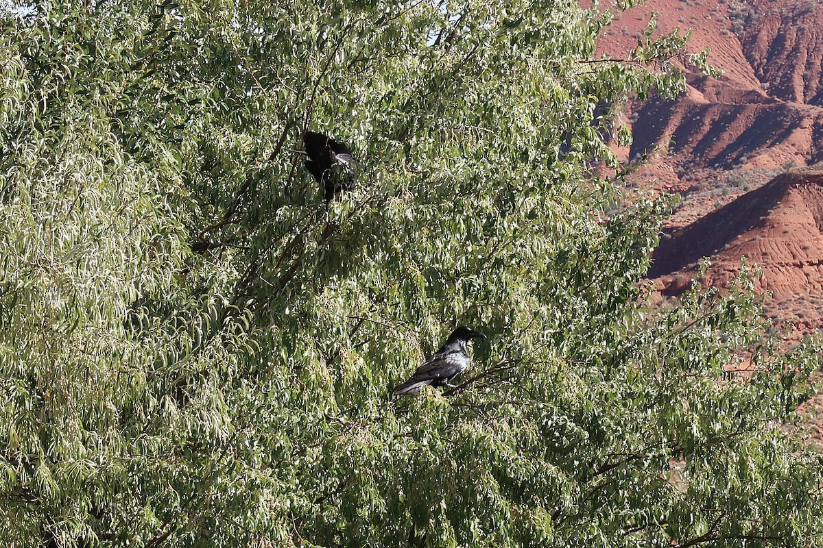 Kolkrabe - ML646903359