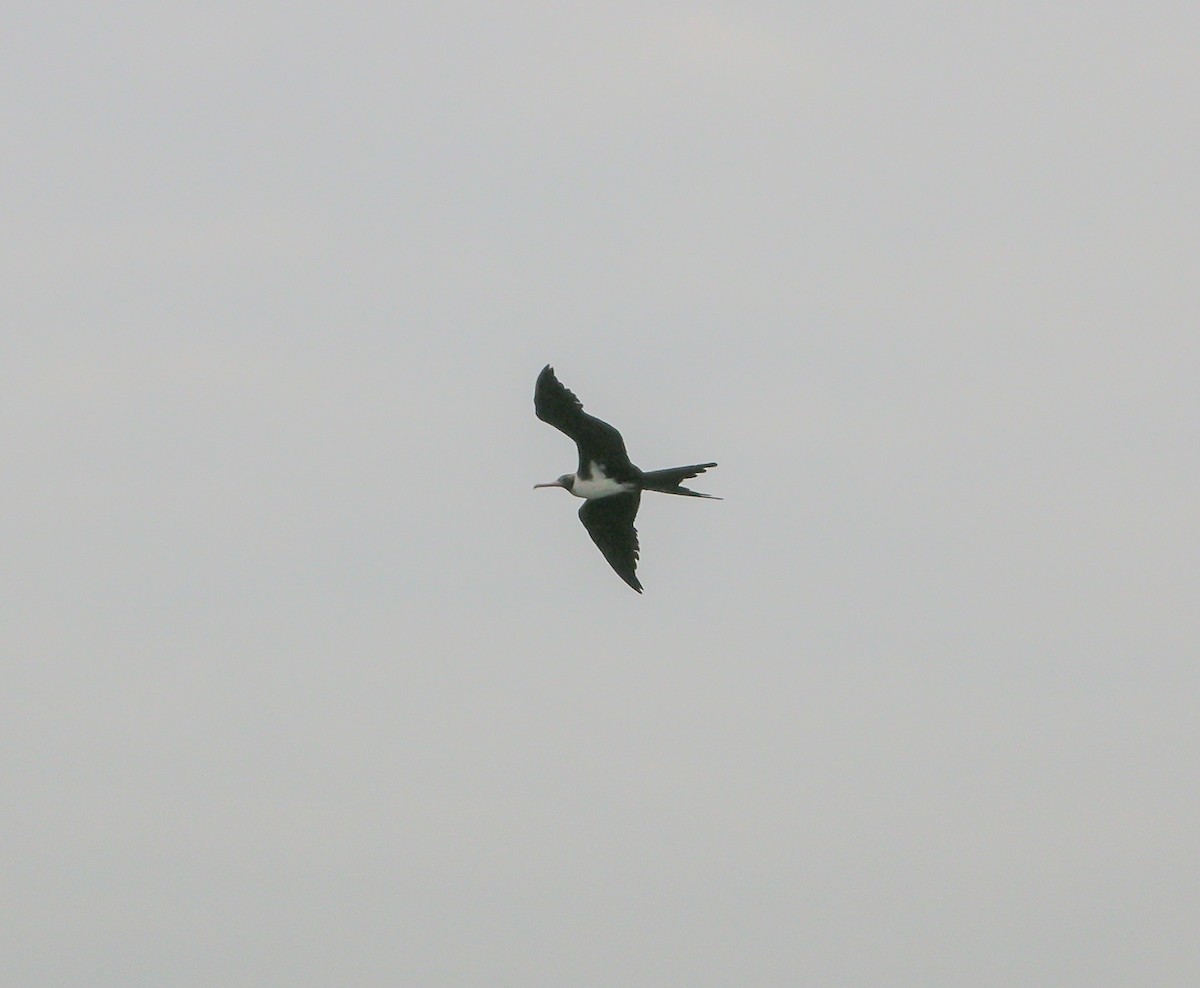 Christmas Island Frigatebird - ML646903361