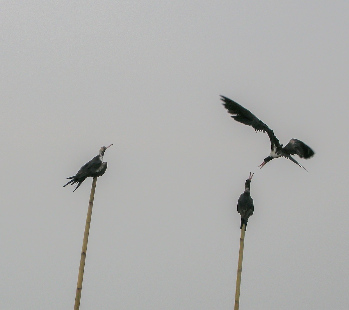Christmas Island Frigatebird - ML646903362
