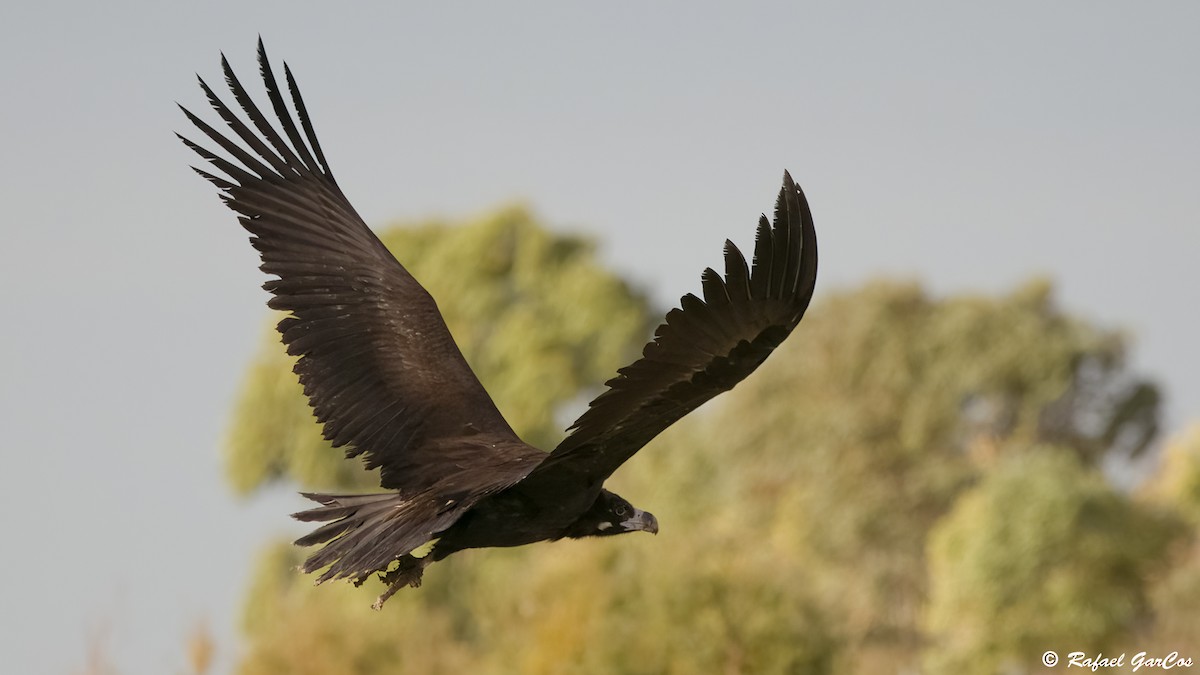 Sai beltza - ML646903363