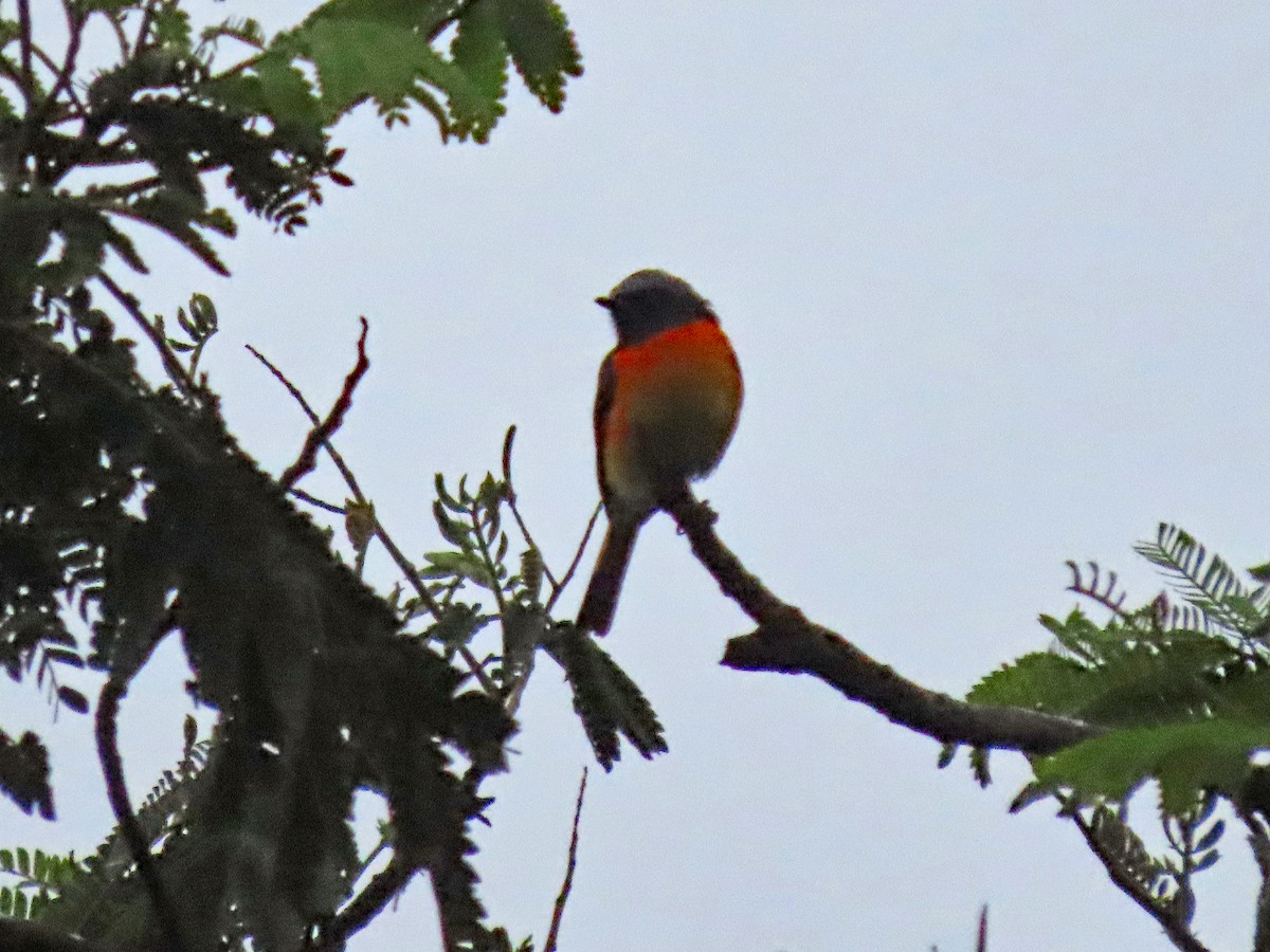 Zwergmennigvogel - ML646903371