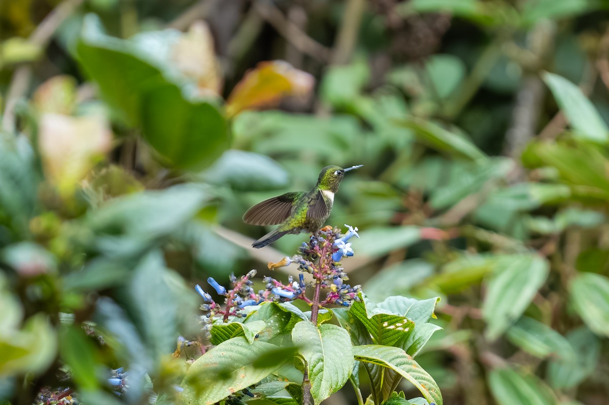 Amethyst-throated Sunangel - ML646903372