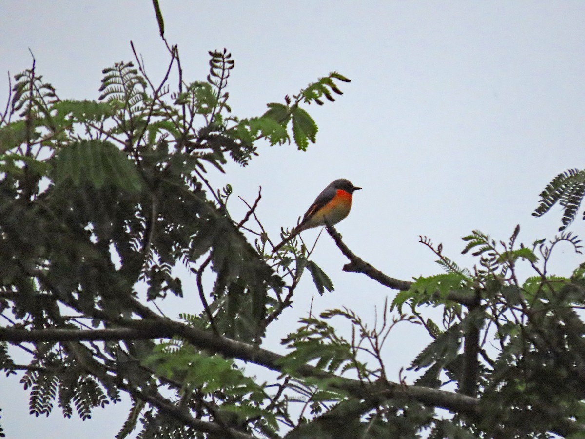 Zwergmennigvogel - ML646903373