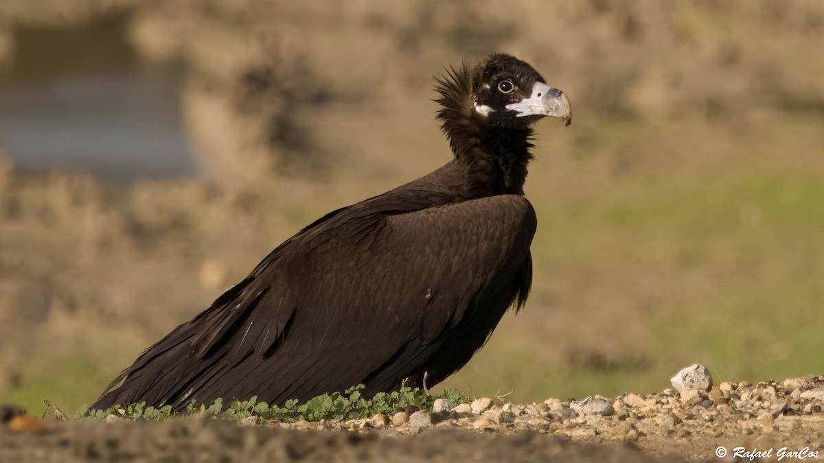 Sai beltza - ML646903374