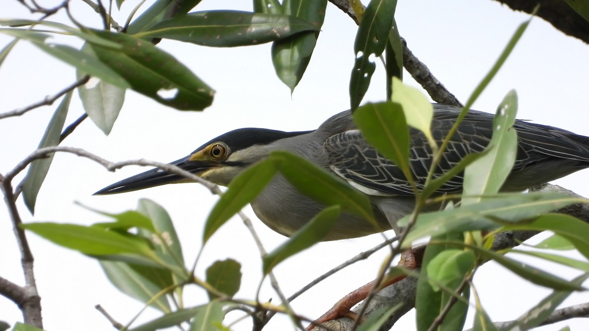 Little Heron - ML646903375
