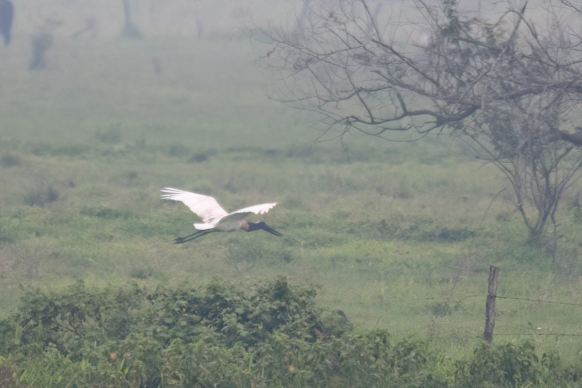 jabirustork - ML646903377