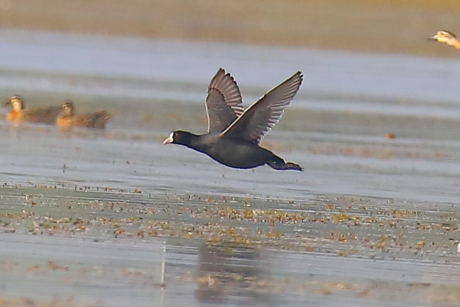 オオバン - ML646903378