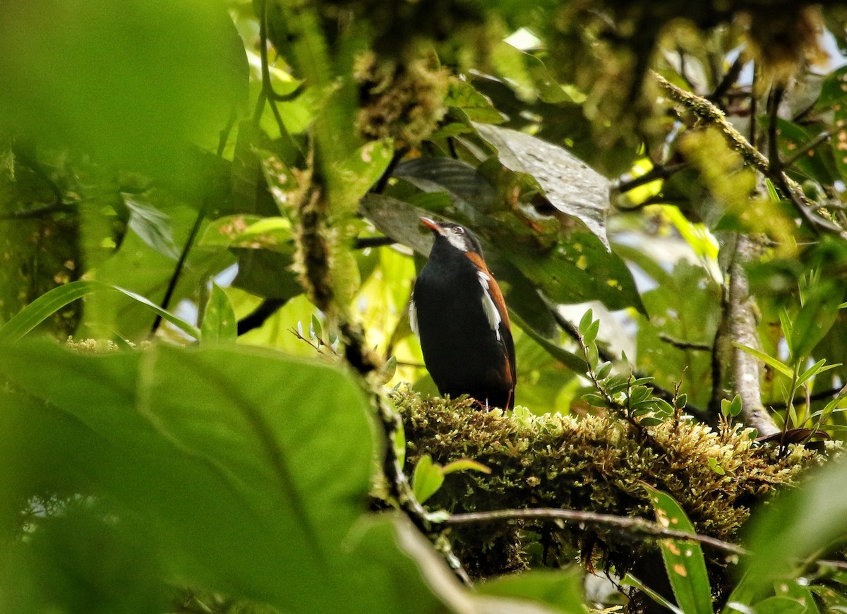 Weißohrklarino - ML646903380