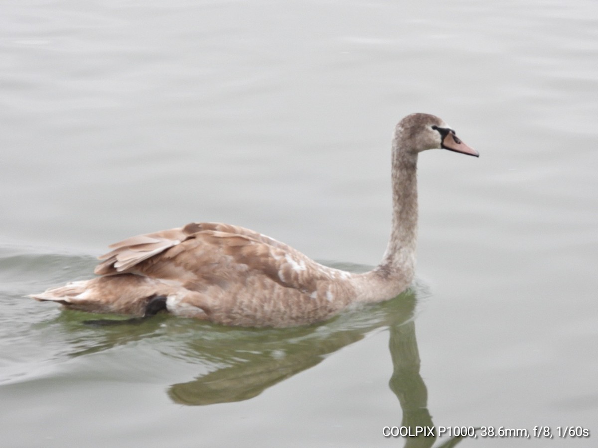 ברבור מצוי - ML646903381