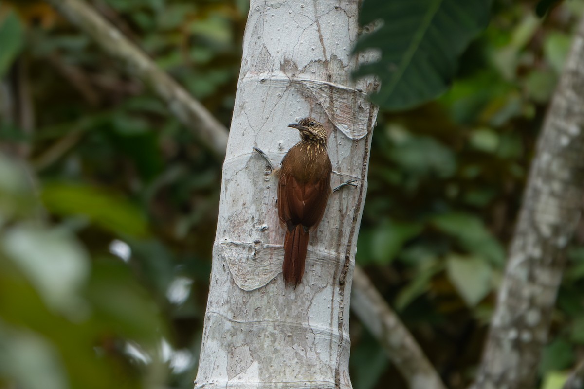 Cocoa Woodcreeper - ML646903382