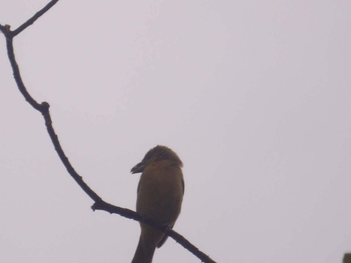 Zinnoberkardinal (Hochlandkardinal) - ML646903388