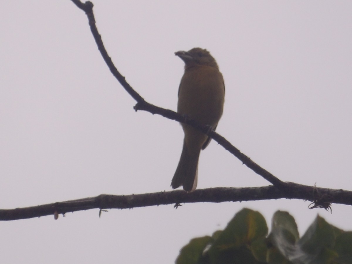 Zinnoberkardinal (Hochlandkardinal) - ML646903389