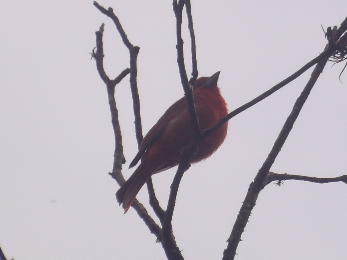 Zinnoberkardinal (Hochlandkardinal) - ML646903390