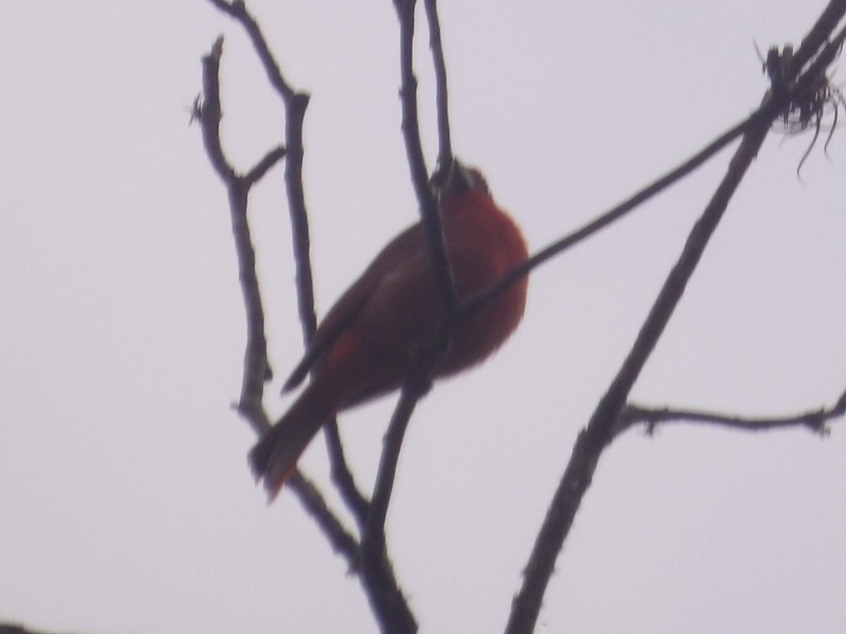 Zinnoberkardinal (Hochlandkardinal) - ML646903391