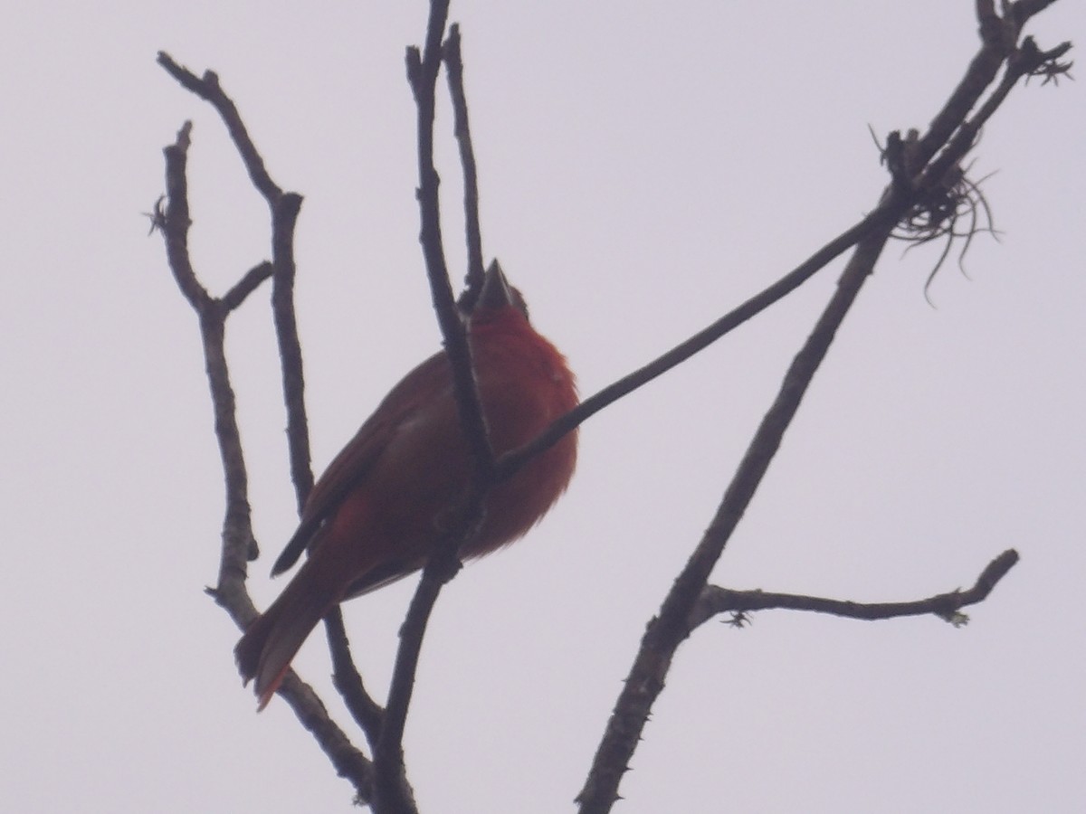 Zinnoberkardinal (Hochlandkardinal) - ML646903393