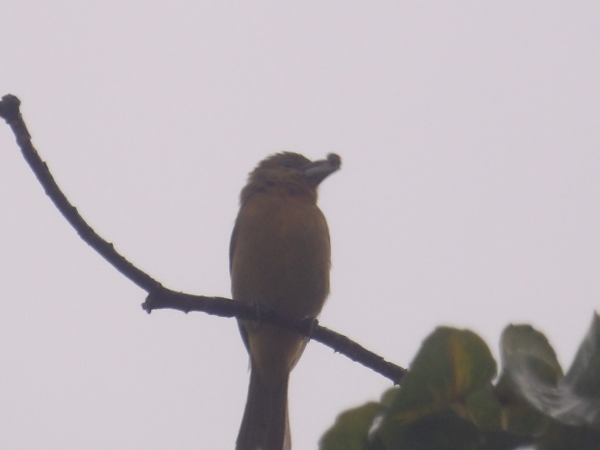 Zinnoberkardinal (Hochlandkardinal) - ML646903394