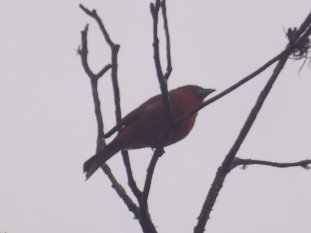 Zinnoberkardinal (Hochlandkardinal) - ML646903395