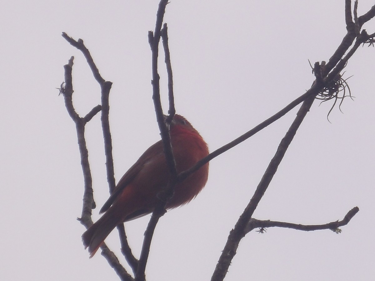 Zinnoberkardinal (Hochlandkardinal) - ML646903396