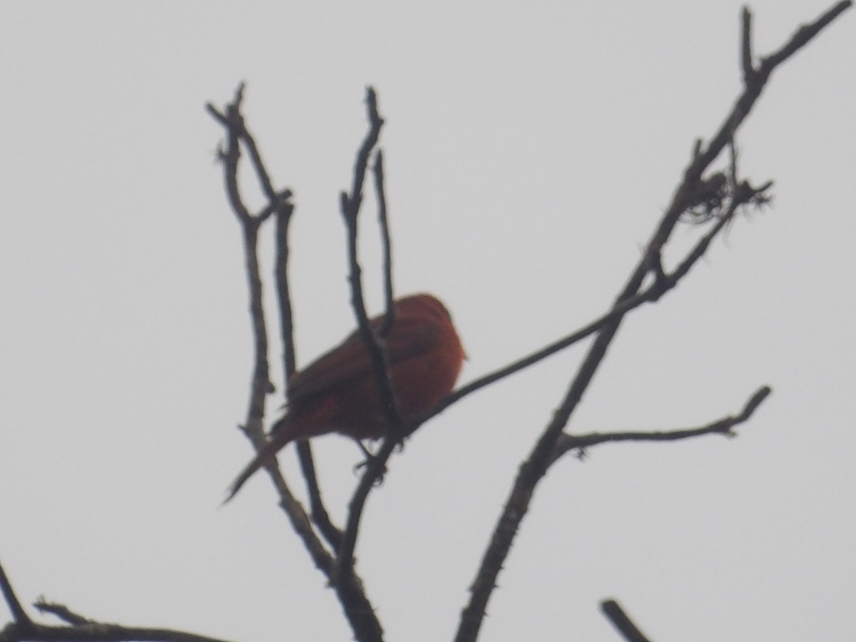 Zinnoberkardinal (Hochlandkardinal) - ML646903397