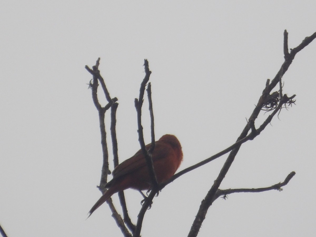 Zinnoberkardinal (Hochlandkardinal) - ML646903398