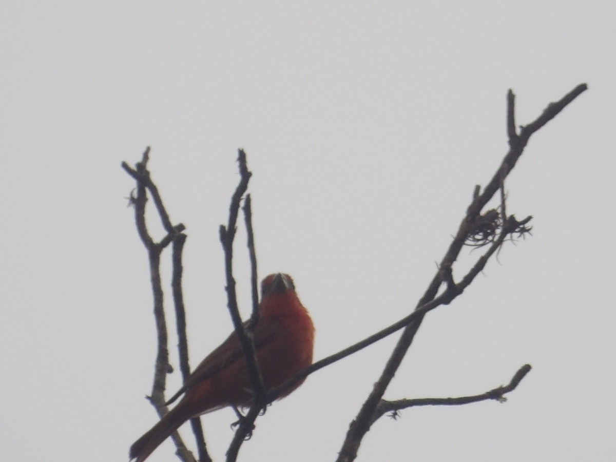 Zinnoberkardinal (Hochlandkardinal) - ML646903399