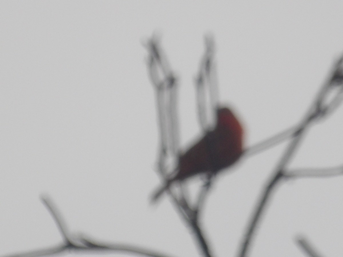 Zinnoberkardinal (Hochlandkardinal) - ML646903400