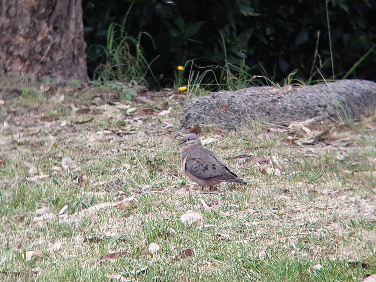 Ohrflecktaube - ML646903401