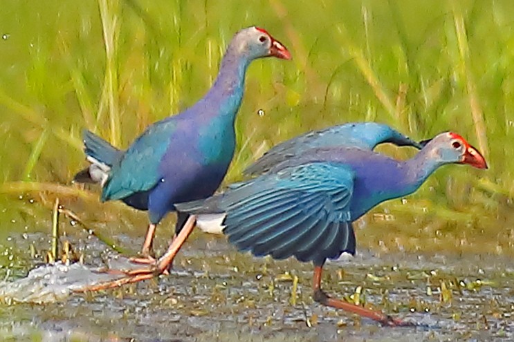 Graukopf-Purpurhuhn - ML646903402