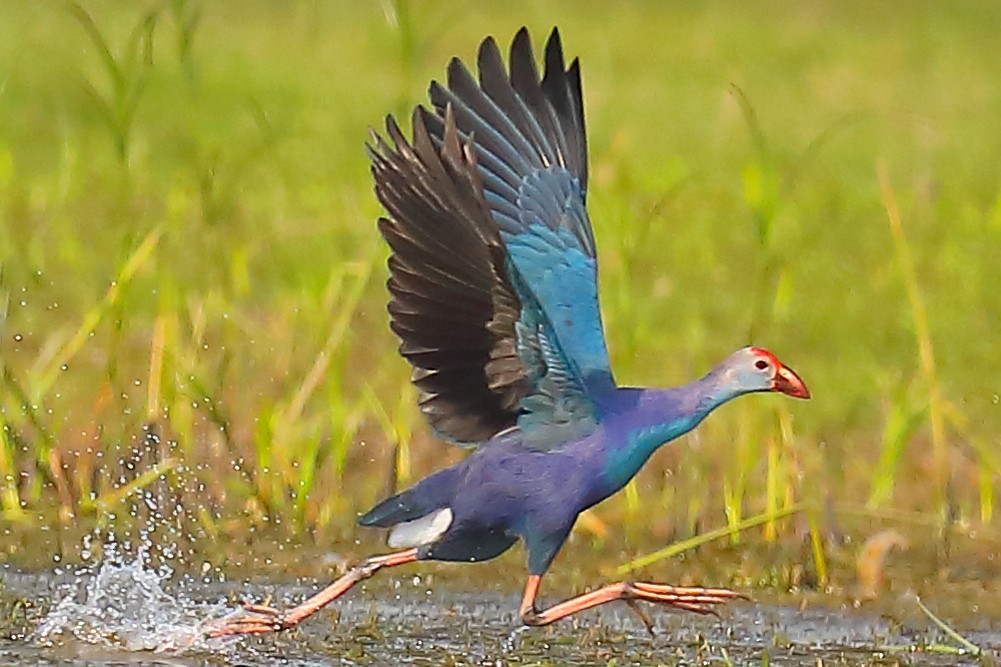 Gray-headed Swamphen - ML646903403