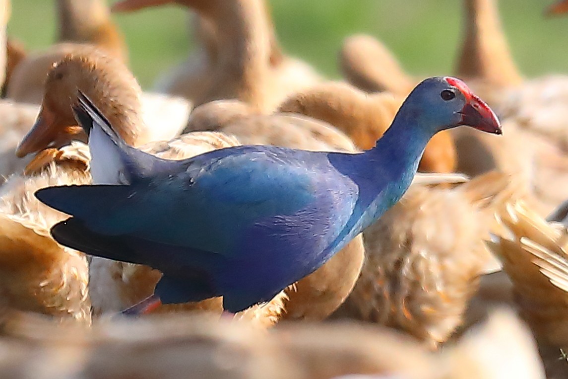 Gray-headed Swamphen - ML646903404