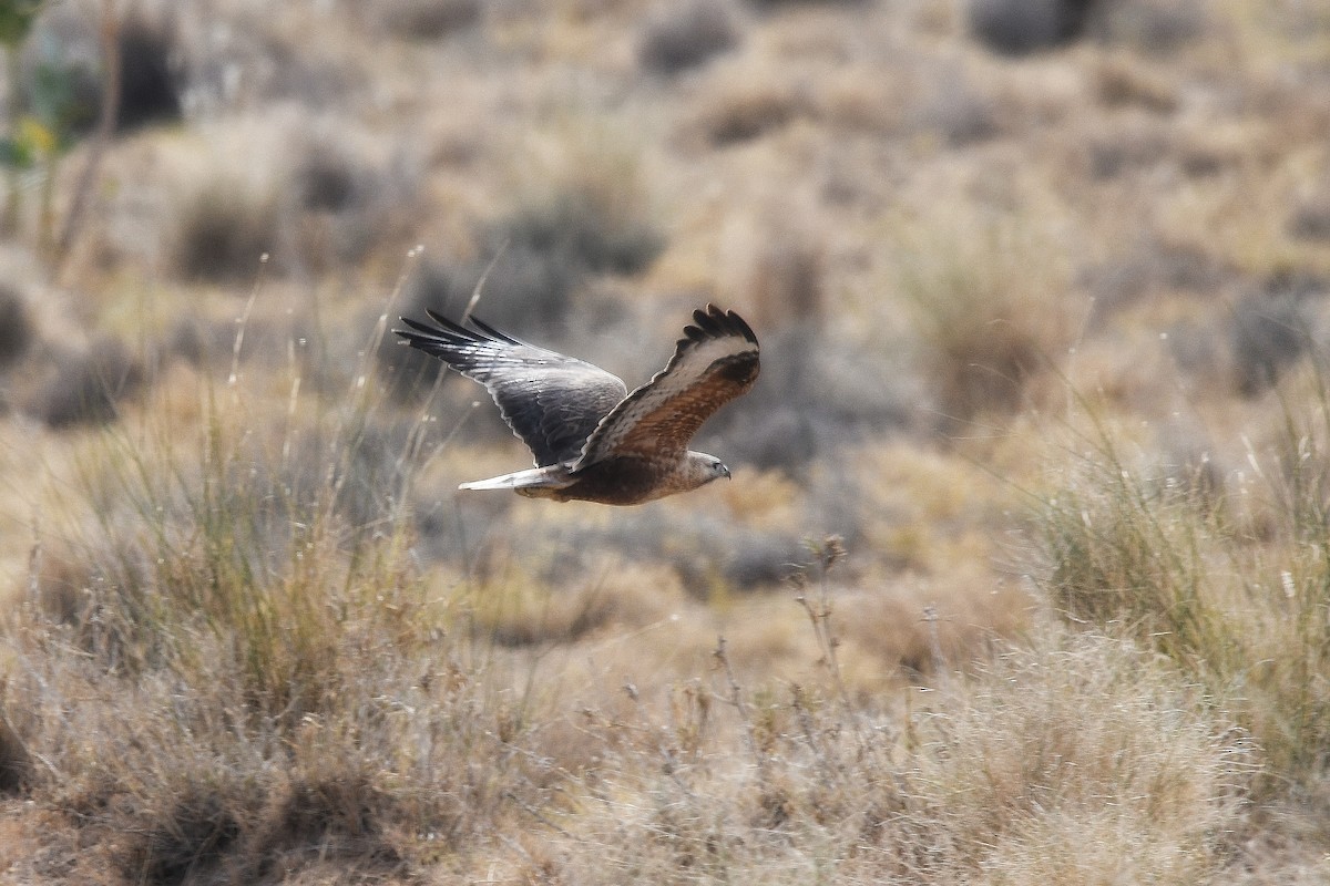 Long-legged Buzzard - ML646903406