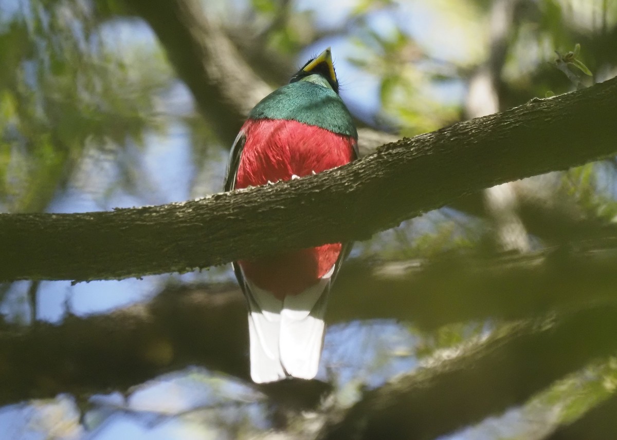 Narinatrogon - ML646903407