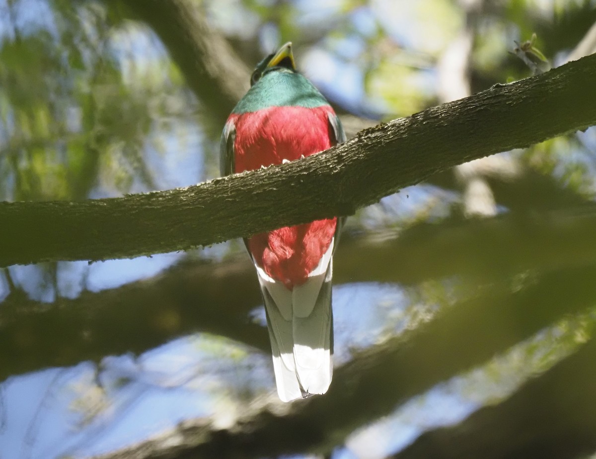 Narinatrogon - ML646903408